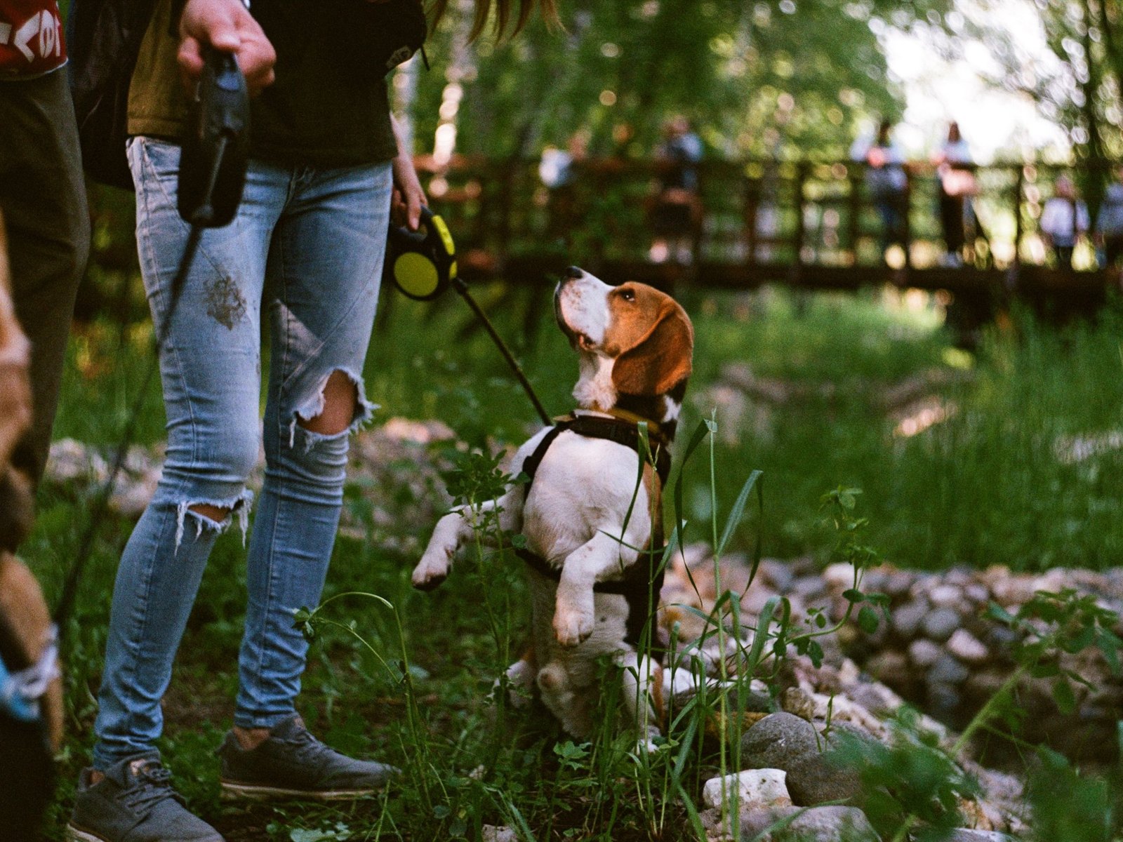 Un beagle assis dans un jardin ensoleillé, regardant au loin, poil tricolore et expression attentive.