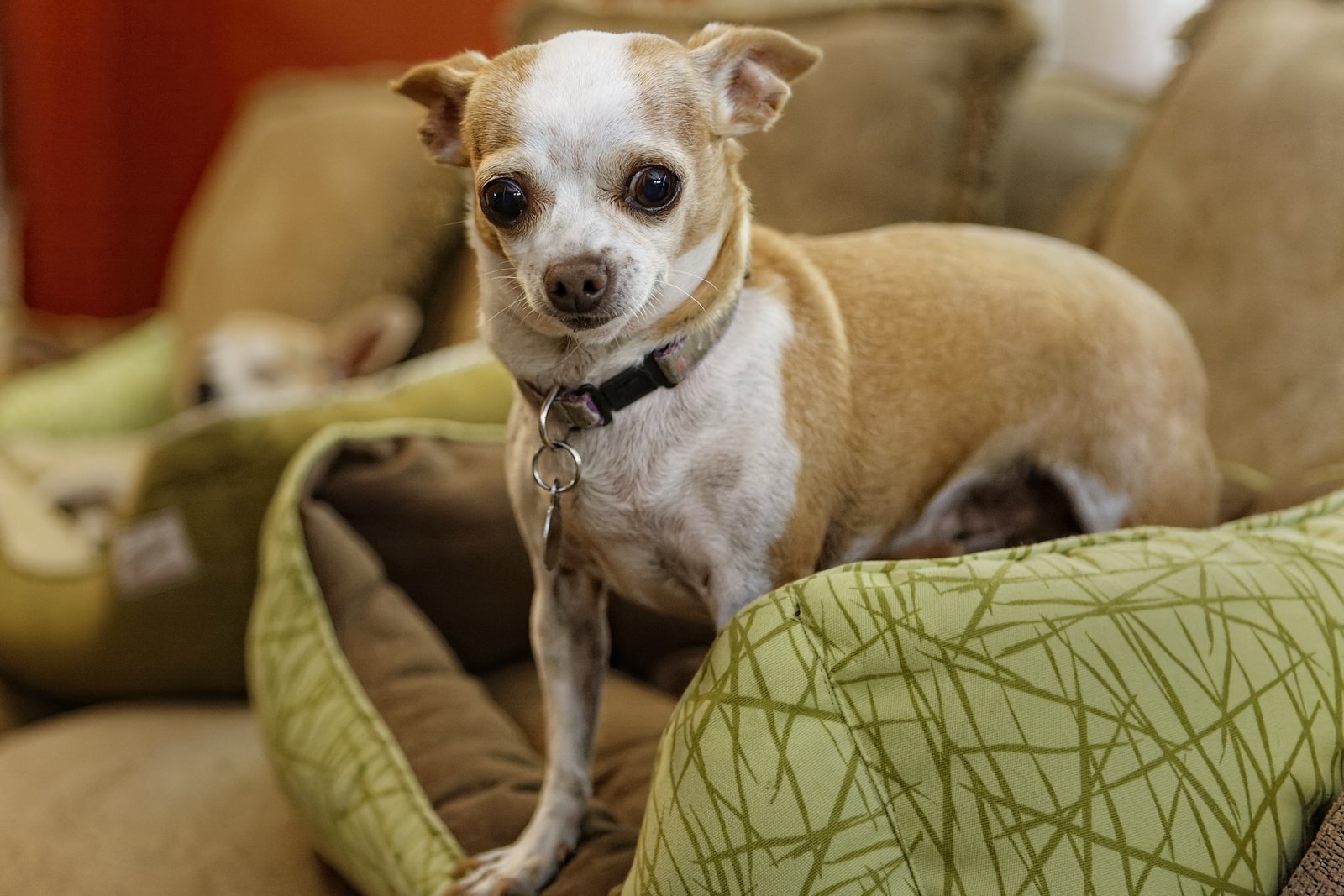 Un petit chihuahua poil court assis sur un canapé, regard vif et oreilles dressées, dans un salon lumineux.